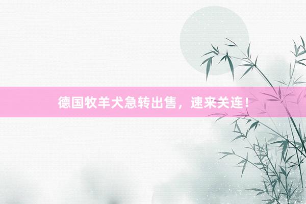 德国牧羊犬急转出售，速来关连！